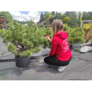 Borovica hladká (Pinus Strobus) ´NANA´  výška 50-60 cm, kont. C45L 